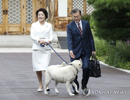 [평양정상회담] 풍산개 마루 환송받으며 평양 출발하는 문 대통령 내외 (서울=연합뉴스) 평양사진공동취재단 황광모 기자 = 문재인 대통령과 부인 김정숙 여사가 18일 오전 청와대에서 남북정상회담이 열리는 평양으로 향하기 위해 관저를 나서다 풍산개 마루의 환송을 받고 있다. 2018.9.18  hkmpooh@yna.co.kr (끝)