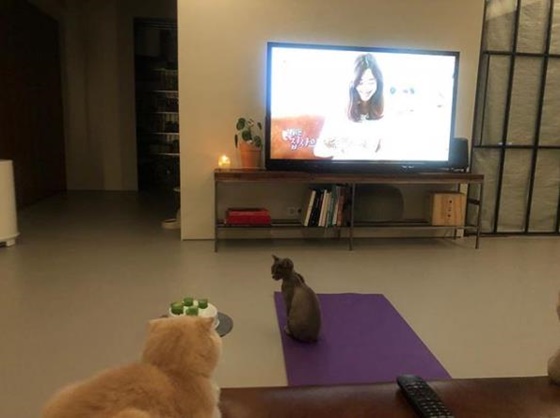 Actor Jung Ryo-won has released a picture of watching his I live alone.Jung Ryeo-won on his 22nd instagram Phuhak. Last night I live alone watching.Ankie Nayon and Yali Yonom, who are monitoring their appearance, and posted a picture.Jung Ryo-won in the photo shows Cats and MBC entertainment program I live alone in the house of the photo.Cat Anki and Yali, raised by Jung Ryeo-won, also couldnt keep an eye on TV.On the other hand, Jung Ryo-won was released on the 21st broadcast I live alone, and the daily life of living with four Cats was revealed.Jung Ryeo-won really cared about Cat, including taking the rice and playing with him.