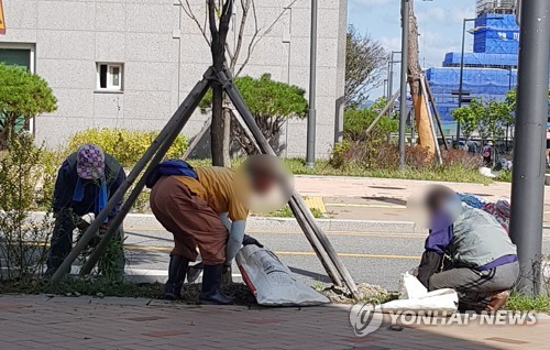 세종시의 아파트 밀집 지역에서 노인들이 잡초 제거작업을 하고 있다. 통계청에 따르면  55∼79세 노인 취업자의 24.4％는 단순노무직으로 일하고 있다. [연합뉴스 자료사진]