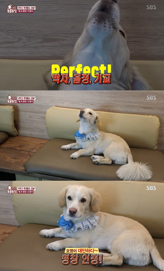 동물농장 이미지