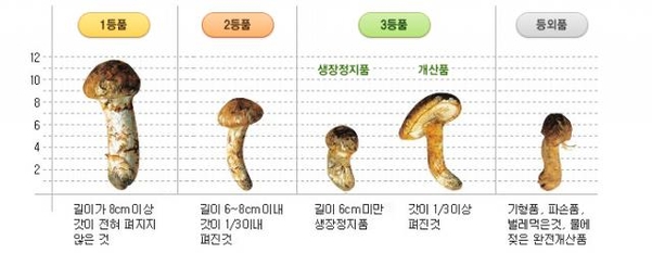 송이 이미지