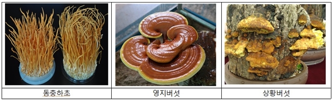 버섯과면역 이미지