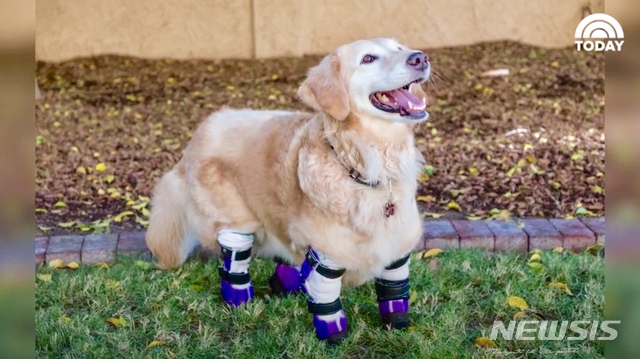 【로스앤젤레스=뉴시스】 한국에서 비참하게 버려져 네 다리를 잃었던 개 '치치'가 미국에서 인간들에게 용기와 희망을 주는 치료견으로 거듭나며 2018 미국 영웅견 상(Hero Dog Awards)을 받게 됐다. <사진=NBC 투데이쇼 동영상 캡처 > 2018.10.02