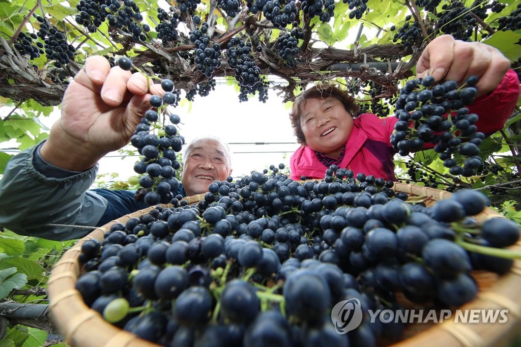 산머루 이미지
