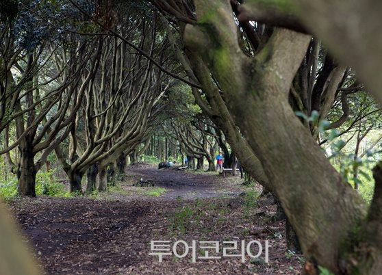 제주초록나무 이미지