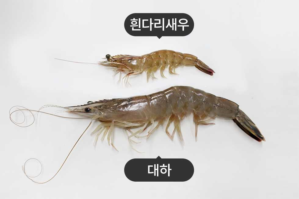 대하 이미지