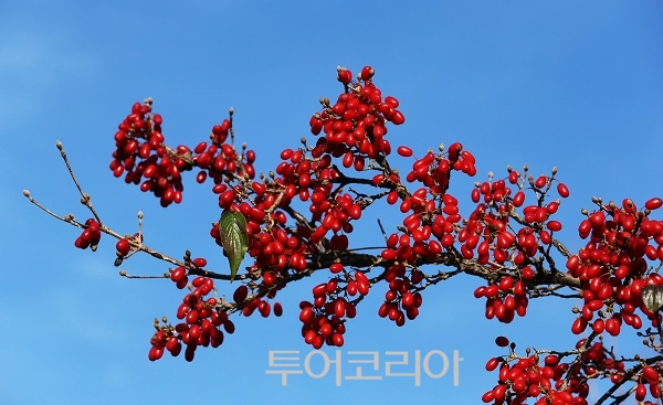 구례 정산 산수유 열매 체험 한마당, 붉은 루비 따러 가자~