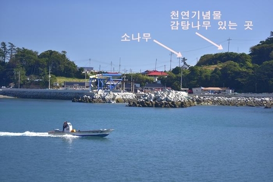 예작도의 천연기념물 감탕나무가 있는 곳