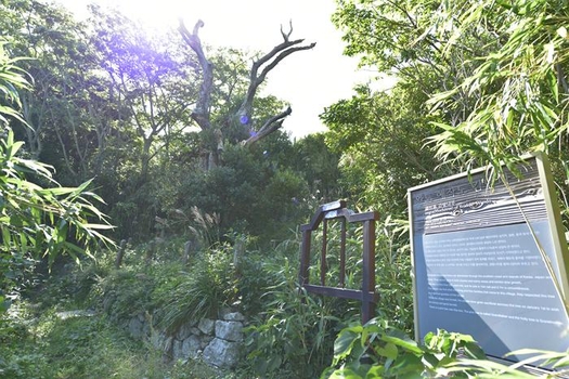 고사 직전인 완도 예작도 감탕나무(천연기념물 제388호)