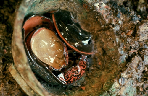 마랑명 칠기 출토 모습. [국립경주문화재연구소 제공]