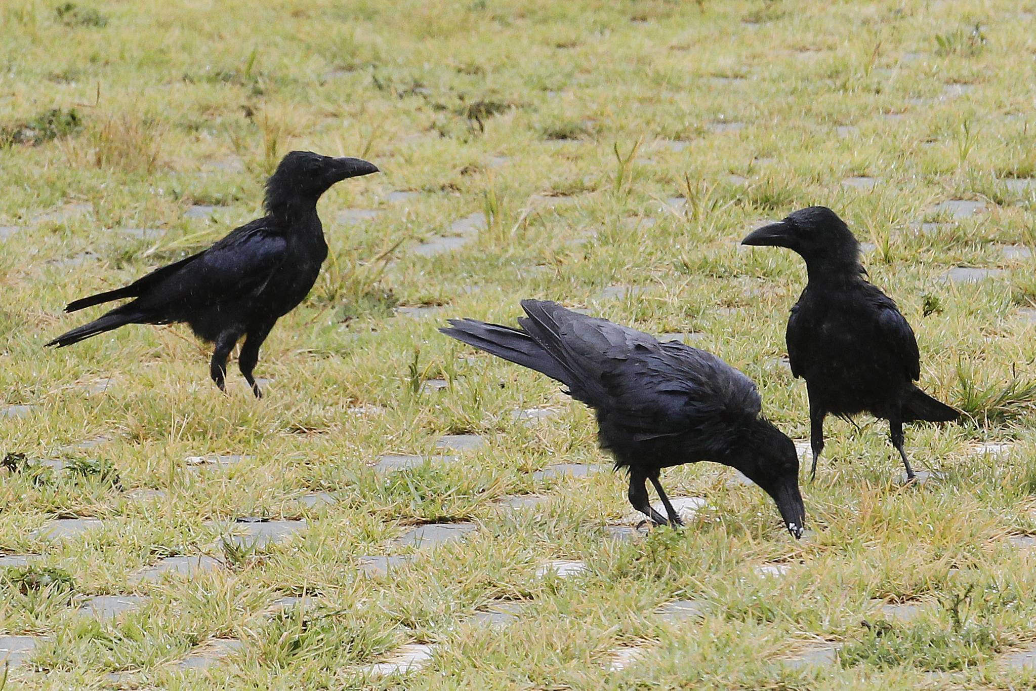 하늘 덮은 까마귀 10만마리..겨울마다 울산 태화강에 몰린 이유