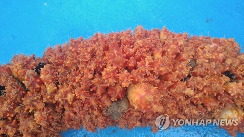 부산멍게 이미지