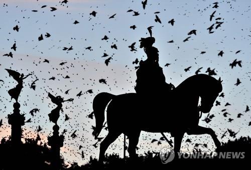 이탈리아 로마의 도심 하늘을 뒤덮은 찌르레기 떼 [AFP=연합뉴스]