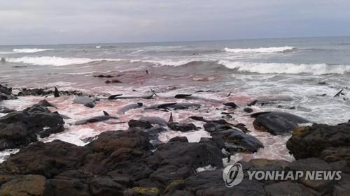 30일(현지시간) 뉴질랜드 채텀 아일랜드의 바위쪽으로 휩쓸려온 죽은 고래들[로이터=연합뉴스]