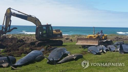 30일(현지시간) 뉴질랜드 채텀 아일랜드 해안에서 죽은 고래들을 묻을 준비가 이뤄지고 있다.[로이터=연합뉴스]