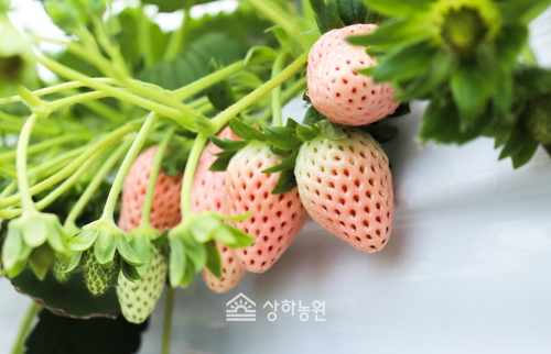 딸기 이미지