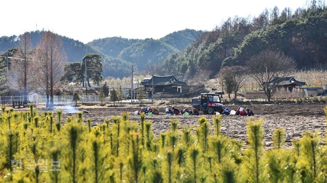 봉화 춘양은 ‘춘양목’과 ‘억지춘양’의 고장이자 양반의 기품이 서린 곳이다. 의양리 춘양목 종묘장 뒤로 안동 김씨 ‘낙천당’과 진주 강씨 ‘태고정’ 두 개의 정자가 나란히 자리 잡고 있다. 봉화=최흥수기자