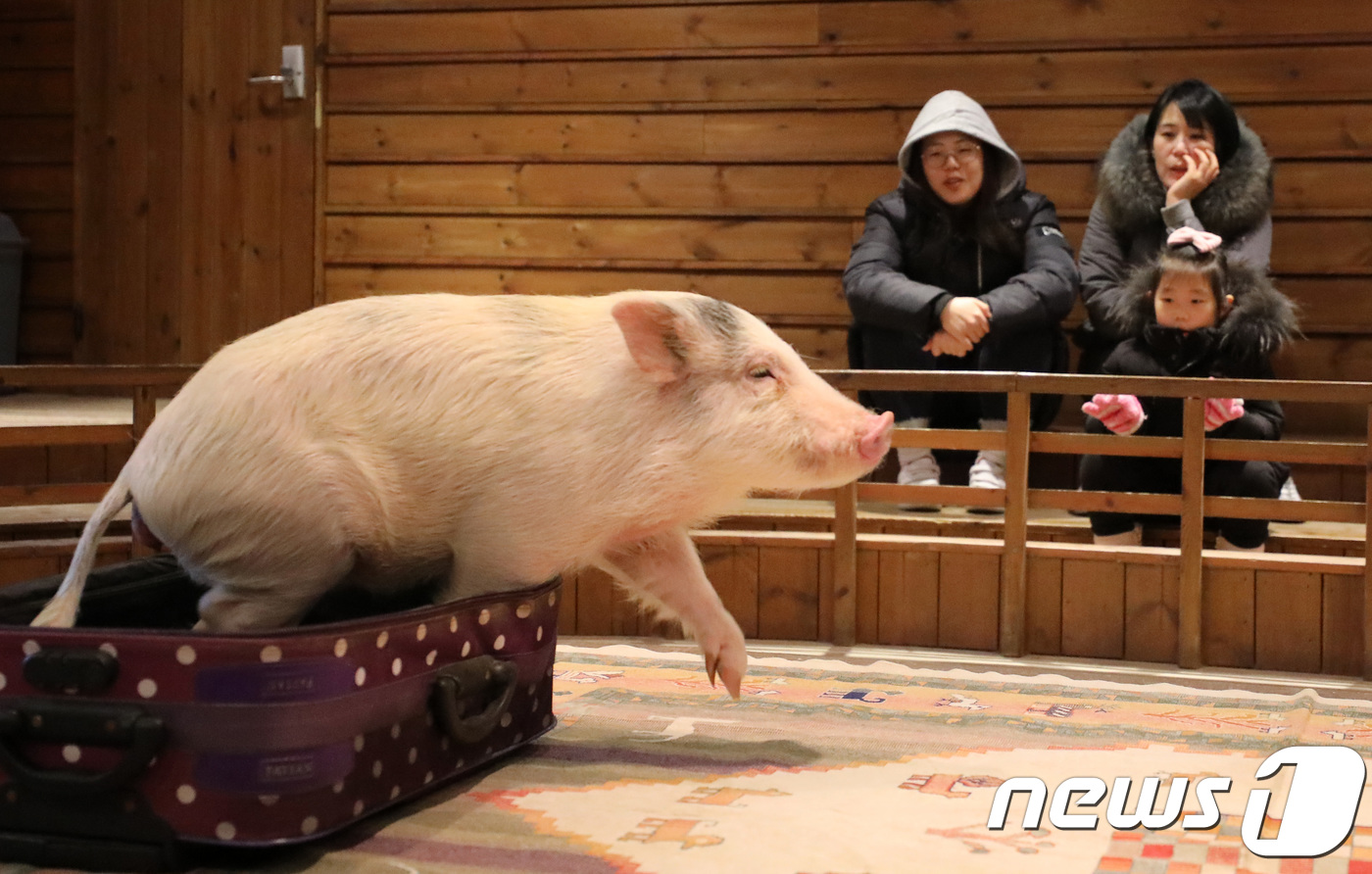 '돼지가 똑똑하네'