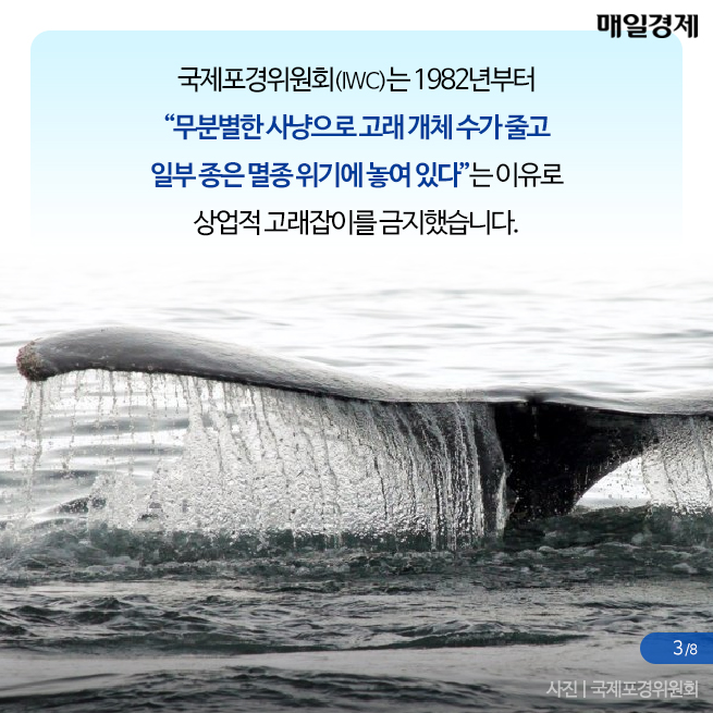 고래사냥 이미지