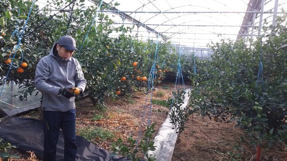 27일 제주 서귀포시 중문동 한 농가의 비닐하우스에서 농민이 1년간 키운 아수미 감귤을 애처롭게 바라보고 있다. 최충일 기자