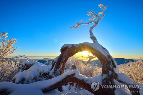 태백산 천제단 이미지