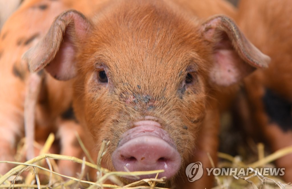 황금 이미지