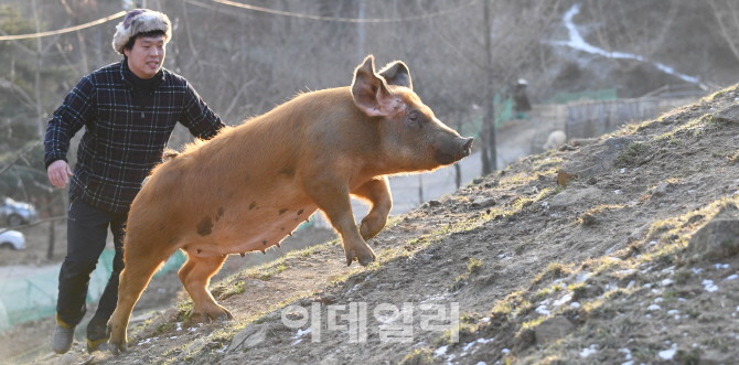 황금 이미지
