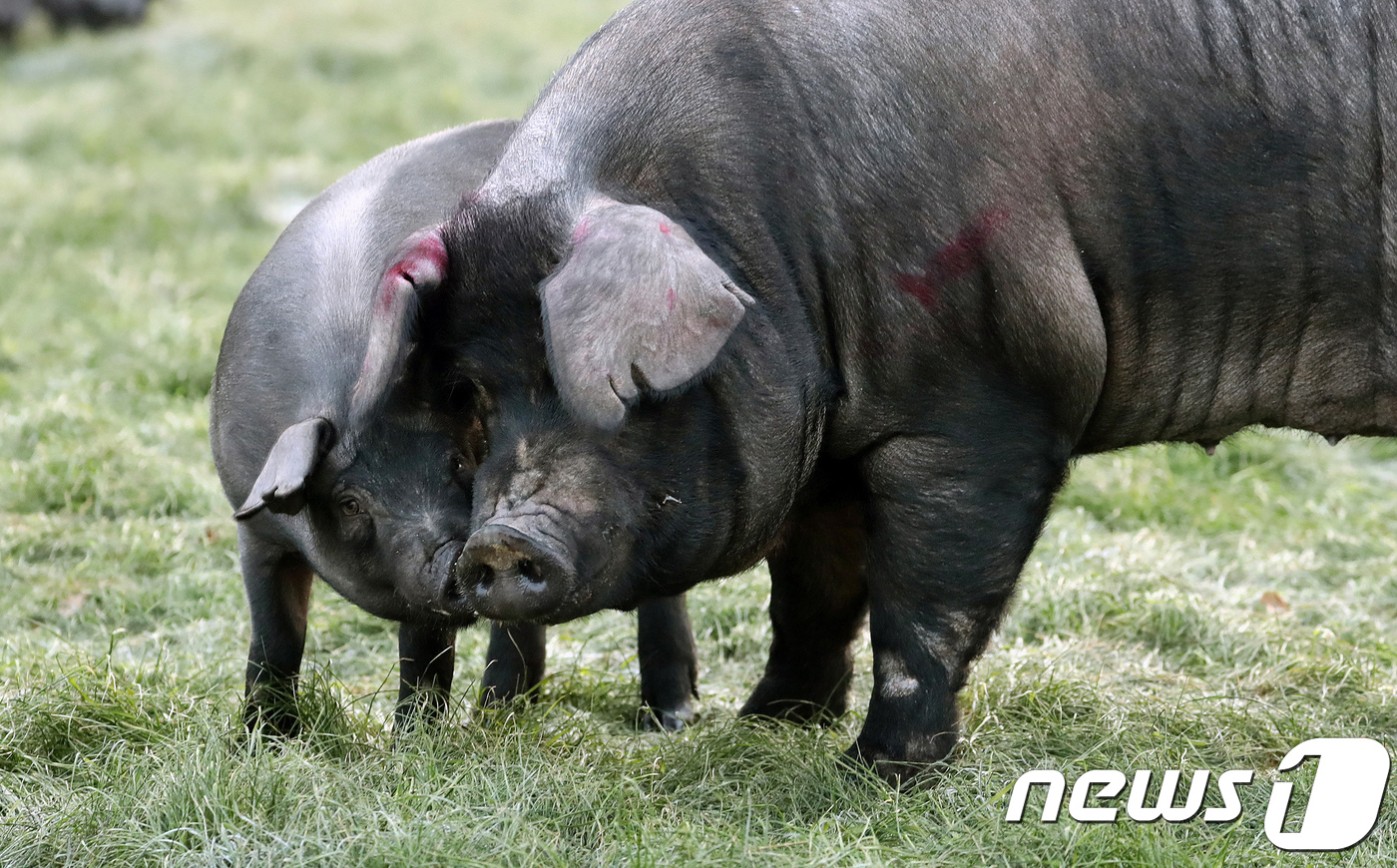 우리네축산 이미지