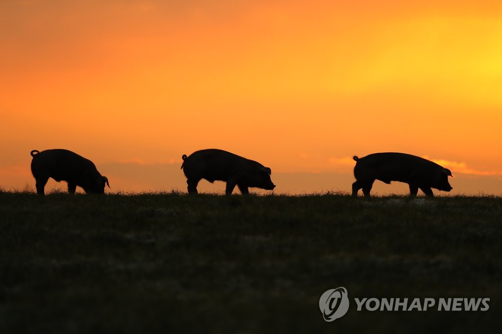 황금축산 이미지