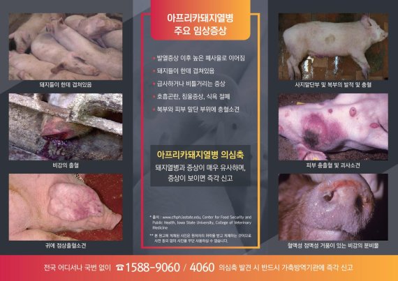 돼지 이미지