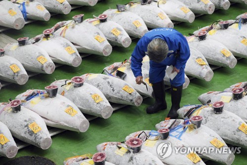 경매에 앞서 참치의 꼬리 부위를 잘라 품질을 검사하는 모습 (AP=연합뉴스)