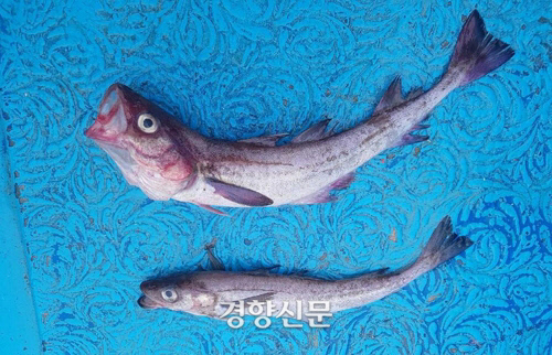 명태가 이미지