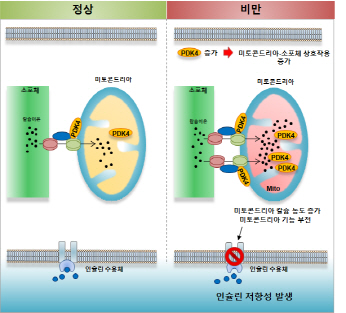 PDK4 증가에 의한 미토콘드리아-소포체 상호작용 증가와 인슐린 저항성 발생. 비만 상태에서 근육조직의 PDK4 발현이 증가되고 이로 인해 미토콘드리아와 소포체간의 상호작용이 증가해 소포체에서 미토콘드리아로의 칼슘 이동이 증가한다. 미토콘드리아 내의 과도한 칼슘 축적은 미토콘드리아 기능 부전을 초래하고 그 결과로 인슐린 저항성이 발생한다. 그림=한국연구재단.