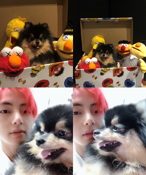 BTS member V has revealed the current status of Pet Tani.On the 17th, BTS official Twitter Inc. posted several photos along with kaws x tan.In the photo, Vs Pet Tan is showing off cute visuals among the dolls.V introduced Thani through Naver V Live. Thani also ranked # 1 on Twitter Inc. World Trends last December.Meanwhile, BTS will continue its Love Your Self World Tour concert until early April.
