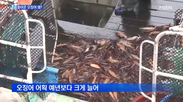 오징어의 하루 이미지