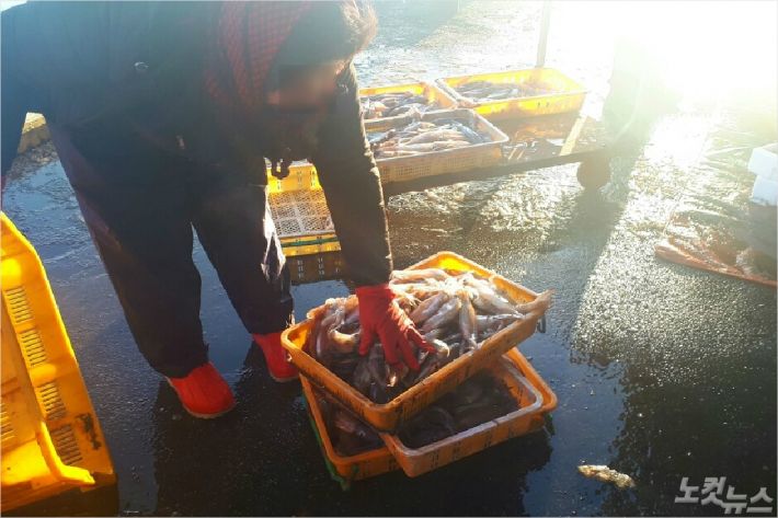 현재 잡히고 있는 오징어들은 크기가 20cm도 채 안 되는 속칭 '총알오징어'다. (사진=유선희 기자)