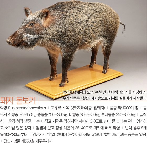중앙돼지 이미지
