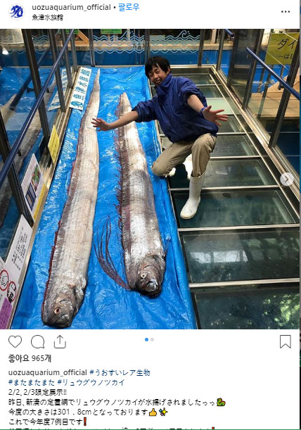去る 1日つかまったサンガルチ 2匹を展示したウオズ水族館. /写真=ウオズ水族館インスタグラム