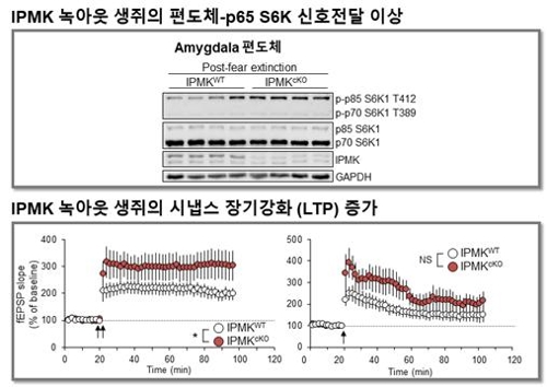 이노시톨 대사 효소 녹아웃에 따른 뇌 신호전달과 생리학적 변화 [한국연구재단 제공=연합뉴스]