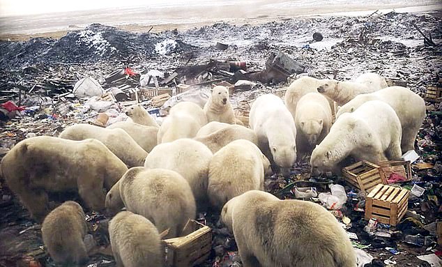 굶주림을 이기지 못하고 러시아의 한 주택가를 점령한 북극곰 무리