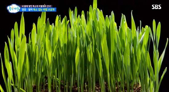 새싹 이미지