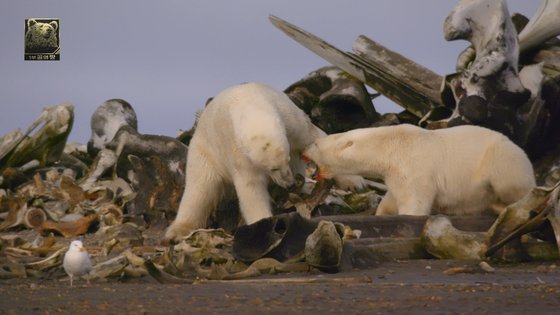 먹이를 놓고 다툼을 벌이고 있는 북극곰들 [사진 MBC]