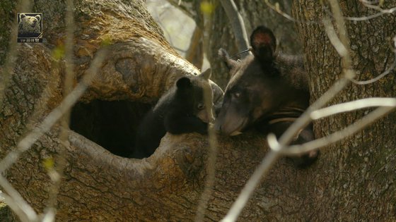 지리산 올무곰 가족의 평화로운 모습 [사진 MBC]