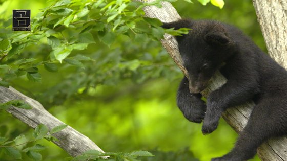 나무 위에서 놀고 있는 지리산 올무곰의 새끼 [사진 MBC]