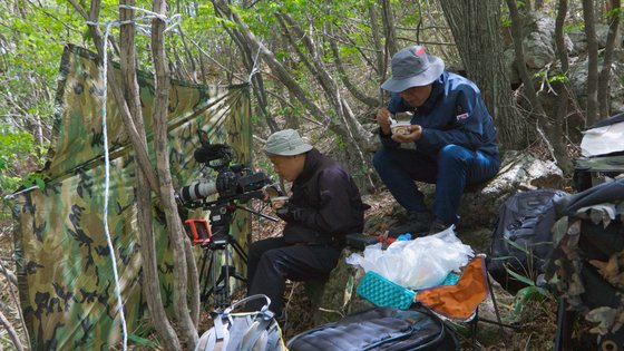 지리산 올무곰 가족을 촬영하기 위해 숲속에 텐트를 치고 잠복하고 있는 제작진 [사진 MBC]