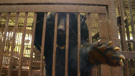 국내 한 농가의 열악한 환경에서 사육되고 있는 곰 [사진 MBC]