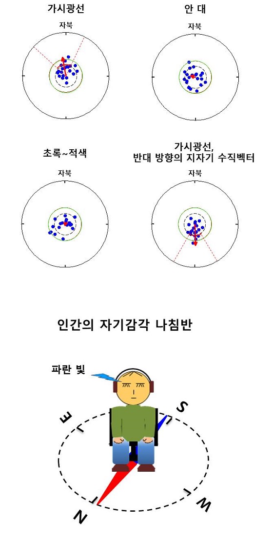 파란 빛 의존적인 인간의 자기감각 금식한 남자 피험자만 파란색 빛이 주어진 조건에서 초콜릿 과자를 먹는 경우에 자기감각을 나타내었다. 눈이 인간의 자기감각 기관으로 판단되며 다른 생리적 상태에서도 자기감각이 작용할 수 있을 것으로 예측된다. (하단) 인간의 자기감각을 단순화된 모식도로 표현했다/자료=한국연구재단