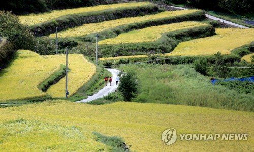 가을 익어가는 지리산 둘레길 다랑논 (남원=연합뉴스) 탐방객들이 12일 전북 남원시 산내면 상황마을에 있는 지리산 둘레길의 다랑논 사잇길을 걷고 있다. 2018.9.12 [남원시 제공] doin100@yna.co.kr