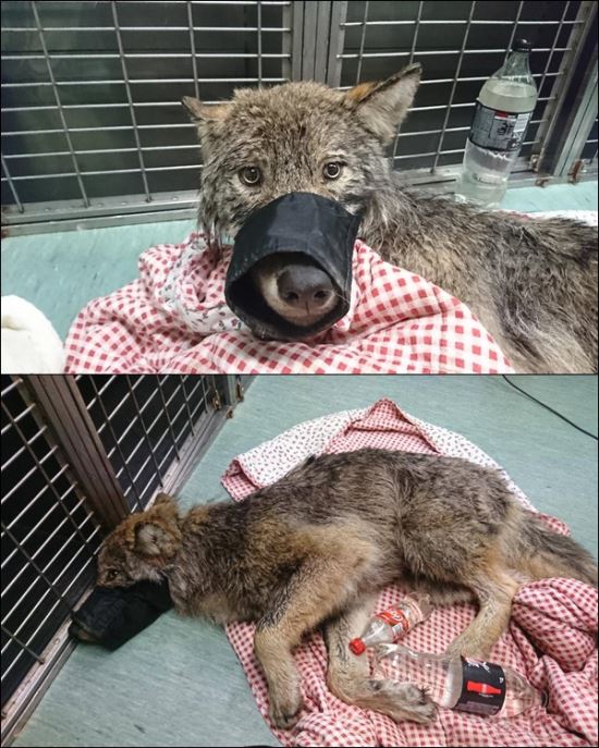 한창구조 이미지