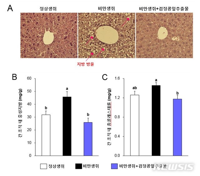 【서울=뉴시스】정상생쥐에 비해 고지방식 섭취로 비만, 고혈당과 함께 지방간이 유도된 비만생쥐의 간 조직 내 지방 축적이 증가해 지방방울의 생성이 현저하게 증가했다. 반면 검정콩잎추출물을 섭취한 생쥐의 간 조직 내 지방 방울이 현저하게 줄었다. 이에 따라 간 조직 내 (B) 중성지방 및 (C) 총콜레스테롤 함량도 유의적으로 감소했다. (사진/한국생명공학연구원 제공)  photo@newsis.com